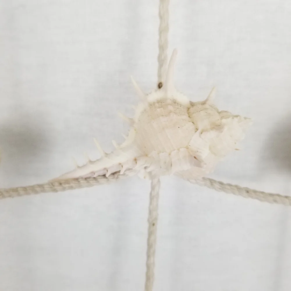 Neutral Shell and Driftwood Hanging Wall Decor